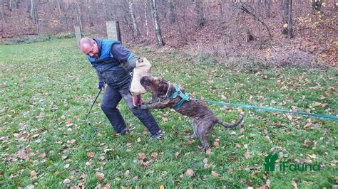 bandog prodej|Bandog na prodej